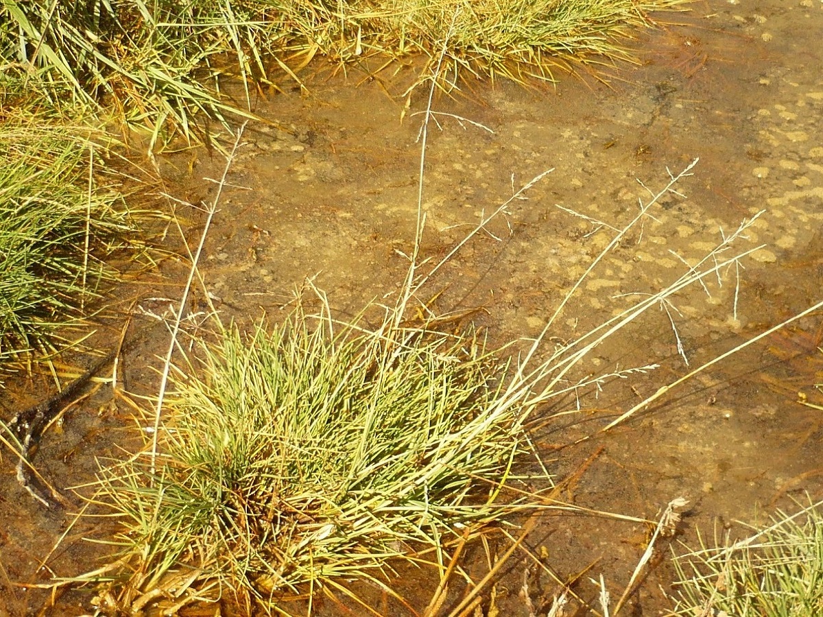 Puccinellia fasciculata subsp. fasciculata (Poaceae)
